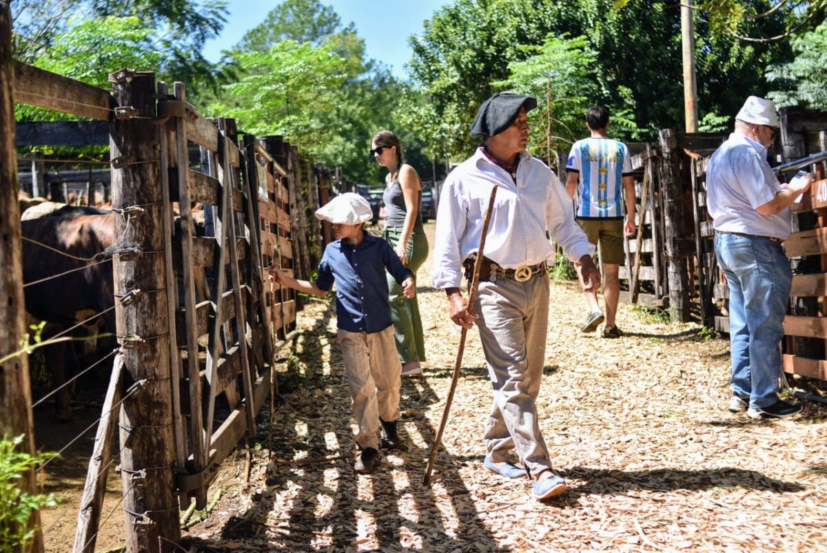 Nuevo record Mas de 1400 cabezas de ganado en el remate de la Fiesta del Ternero Misionero 4 - 5