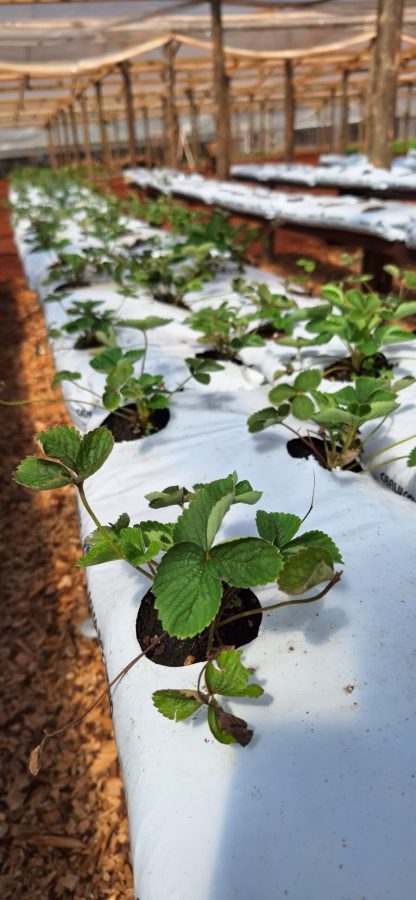 El primer cultivo de melones en semihidroponia se realiza en Misiones 5 10 - WhatsApp Image 2024 03 20 at 14.41.582 scaled - 9