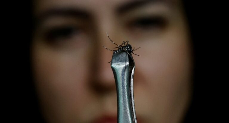 aedes