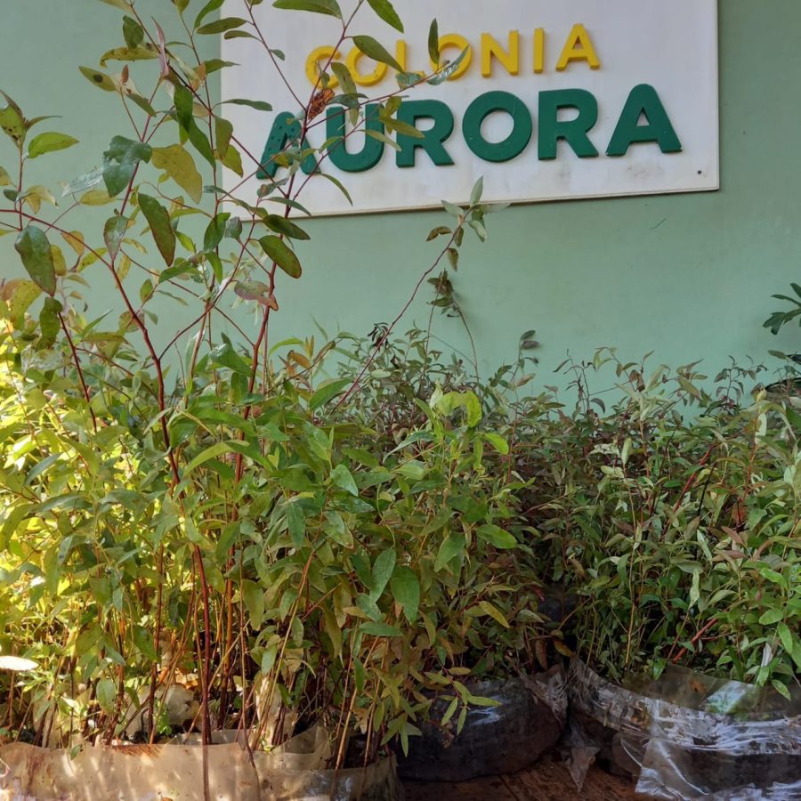 plantines de eucalipto 1 - 1