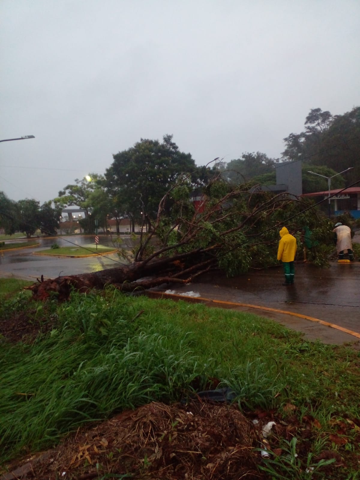 Temporal en Posadas: piden circular con precaución ante la caída de árboles