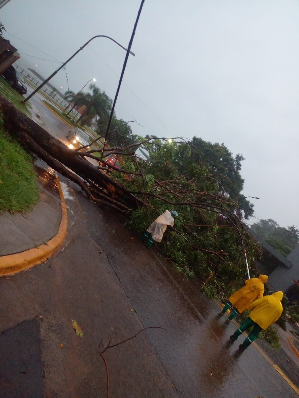 Temporal en Posadas: piden circular con precaución ante la caída de árboles