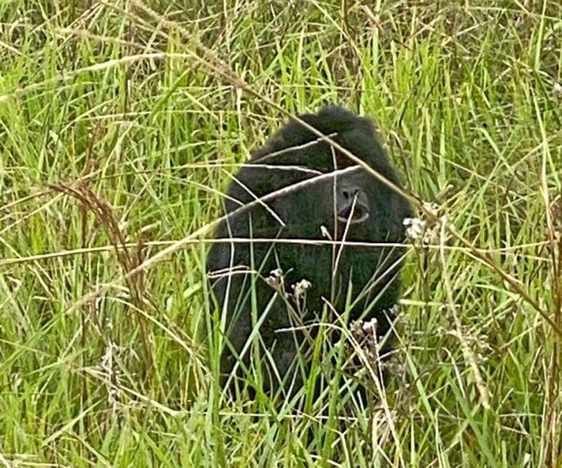 Rescataron mono carayá en medio de la ruta nacional N° 12