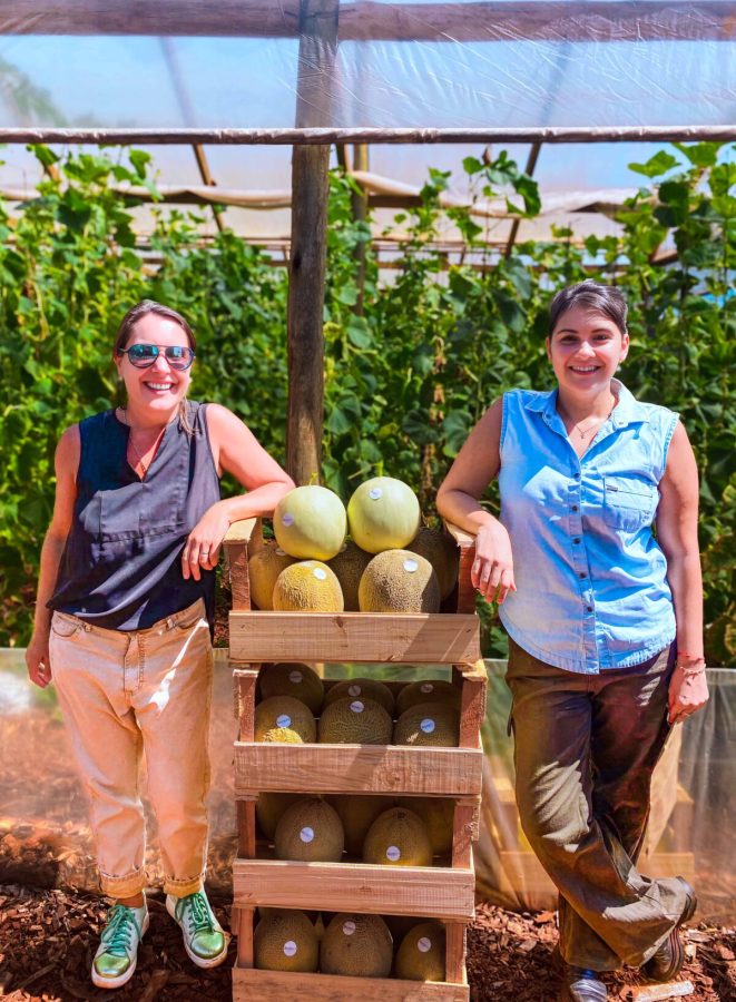 Misiones innova en el cultivo y cosecha de melones 1 - 1