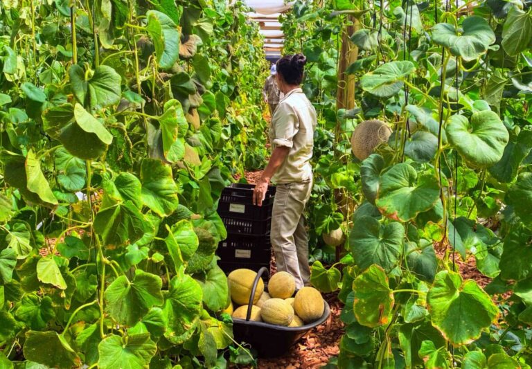 Exitosa cosecha de melones en San Vicente