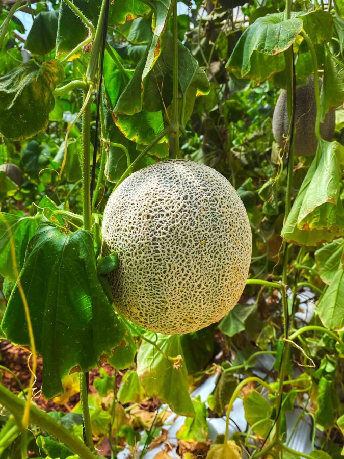Misiones innova en el cultivo y cosecha de melones 2 - 3