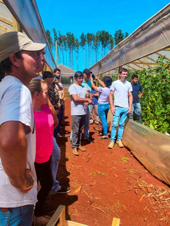Misiones innova en el cultivo y cosecha de melones 3 - 5