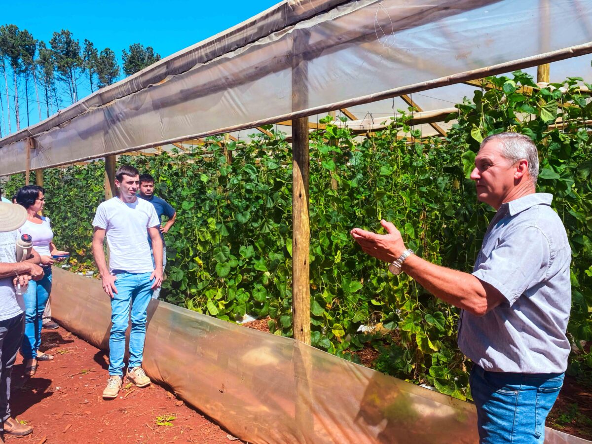 Misiones innova en el cultivo y cosecha de melones 4 - 7