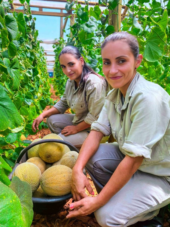 Misiones innova en el cultivo y cosecha de melones 5 - 9