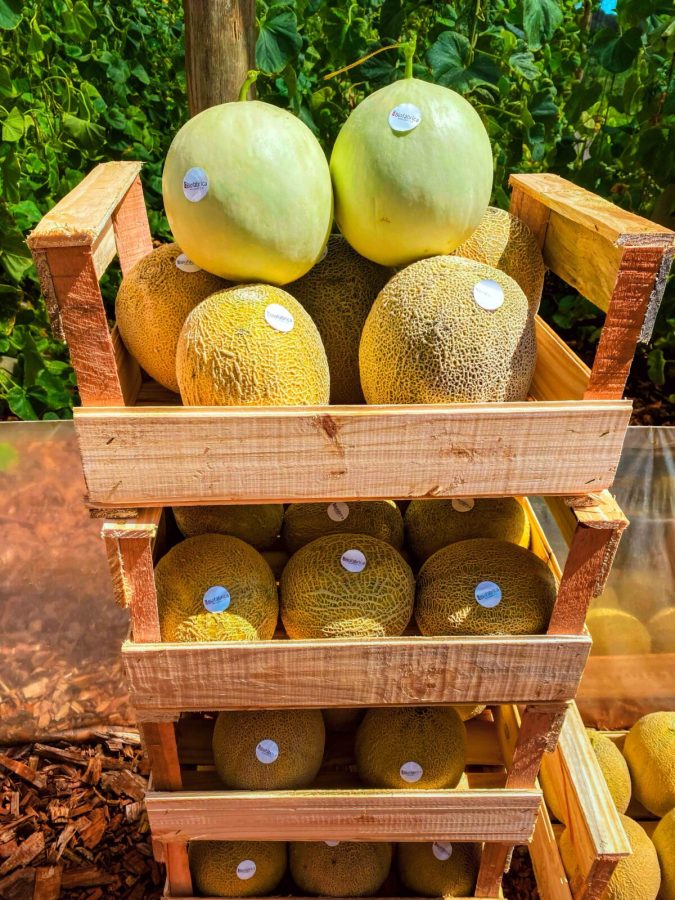 Misiones innova en el cultivo y cosecha de melones 6 - 11