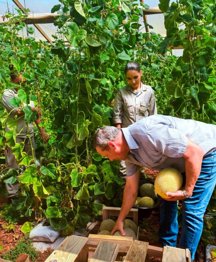 Misiones innova en el cultivo y cosecha de melones 7 - 13