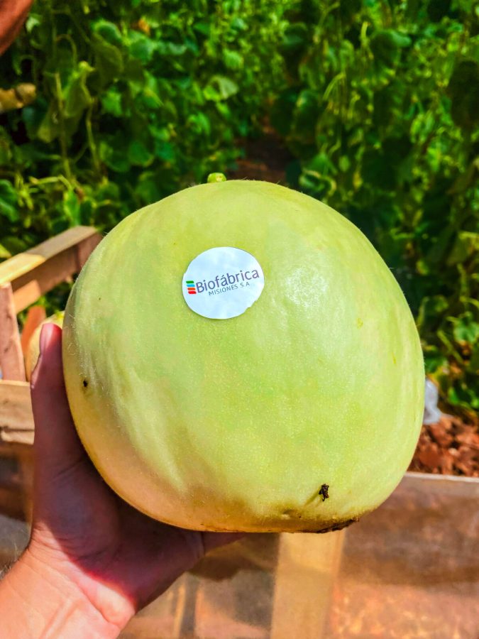 Misiones innova en el cultivo y cosecha de melones 8 - 15