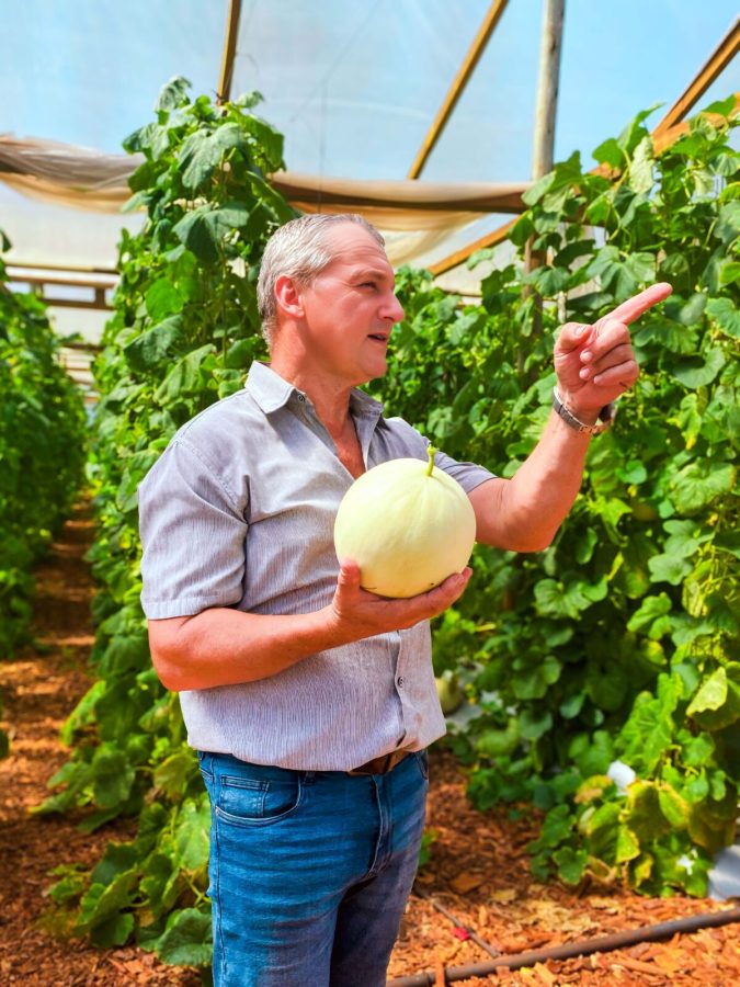 Exitosa cosecha de melones en San Vicente 9 18 - Misiones innova en el cultivo y cosecha de melones 9 - 17