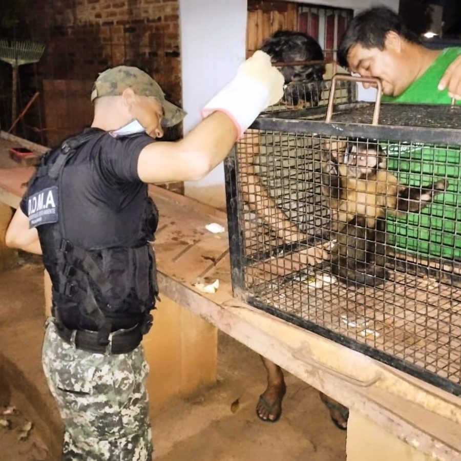 rescate de animales 1 - 1