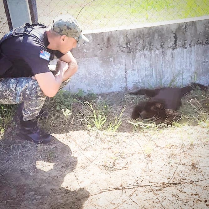 rescate de animales 2 - 3
