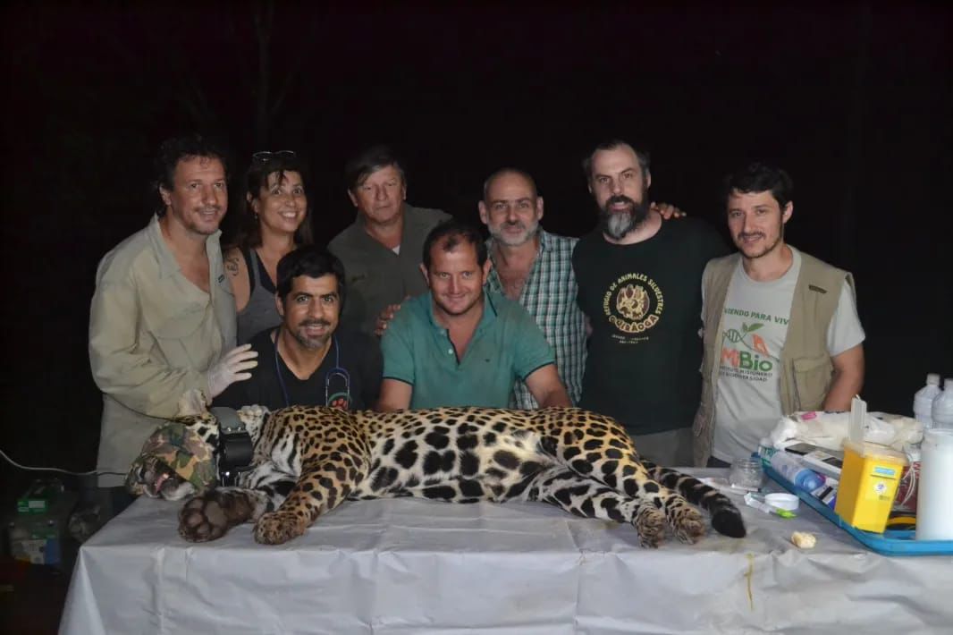 Ecología capturó a un yaguareté para su monitoreo en la Península de Andresito