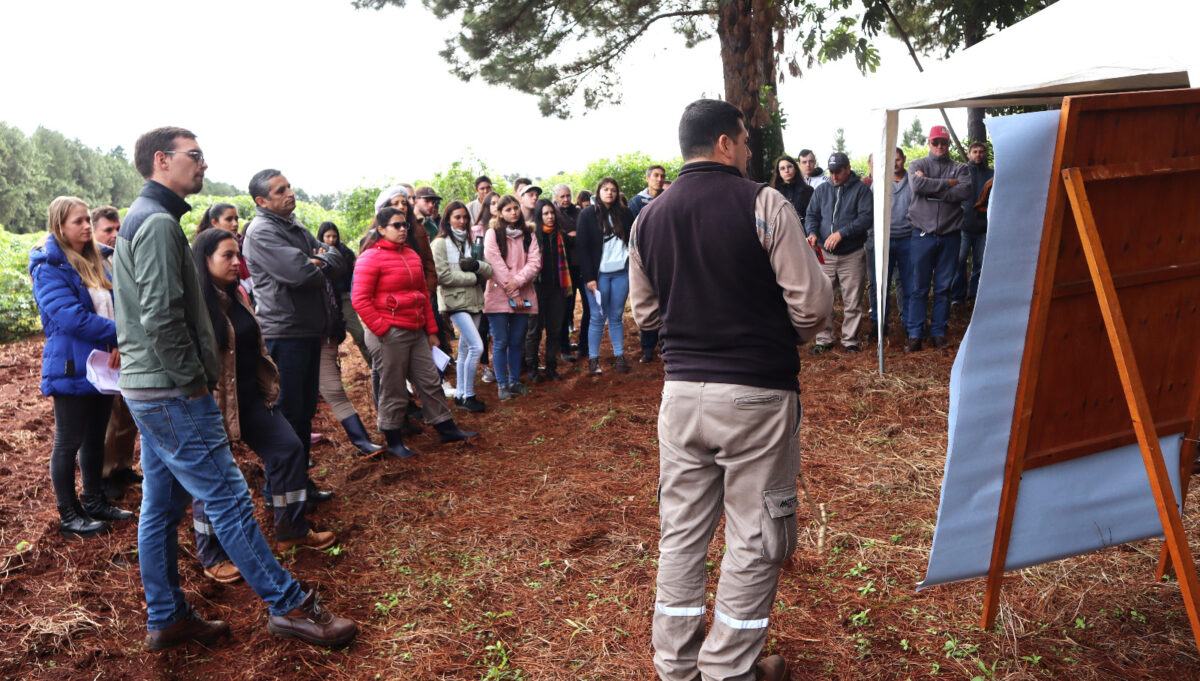 Presentaron avances de ensayos en la Jornada de Mandioca en Montecarlo