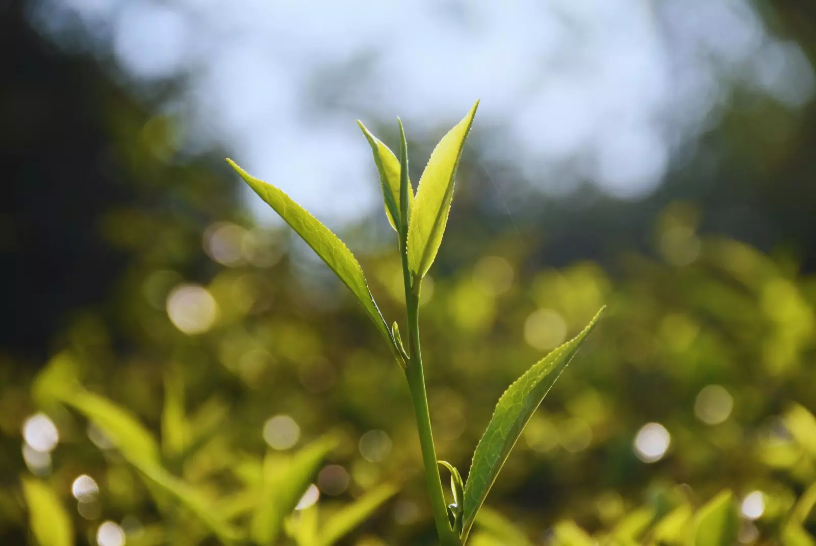 El Inta desarrolló con mejoramiento genética dos variedades de té gourmet