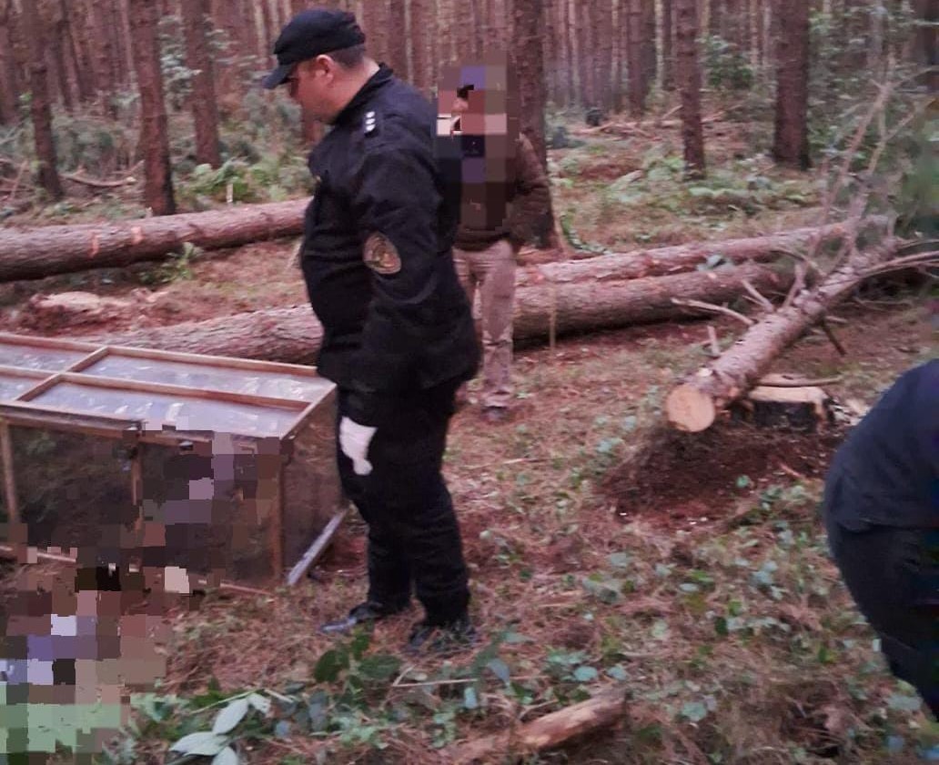 Un hombre murió aplastado por un árbol e investigan a un maquinista quien quedó detenido