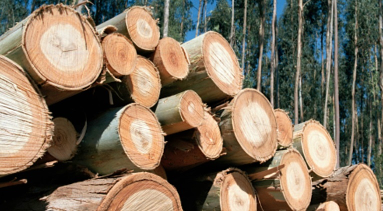 certificación forestal