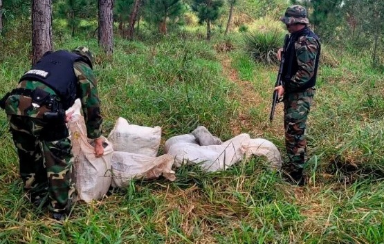 Paraje Tres Bocas y Santa Ana: incautaron marihuana valuada en más de mil millones de pesos