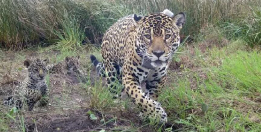 Nació una camada de tres cachorros de yaguareté en el Iberá
