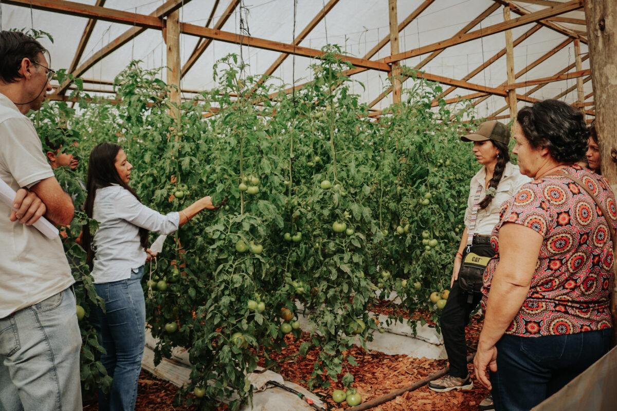 Capacitaron a productores misioneros sobre el monitoreo y control de plagas 6 - 3