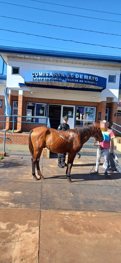Policías rurales hallaron una vaca con denuncia de robo por parte del dueño 2 4 - Policias rurales hallaron una vaca con denuncia de robo por parte del dueno 1 - 3
