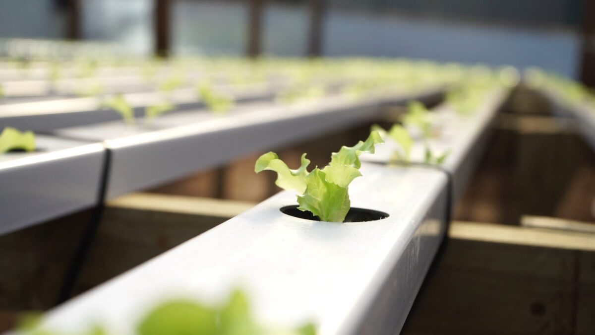 horticultura 1 1 - 1