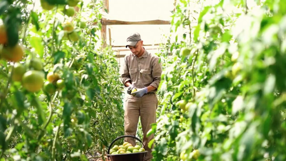 Posadas se prepara para el 42º Congreso Argentino de Horticultura 2 4 - horticultura 2 - 3