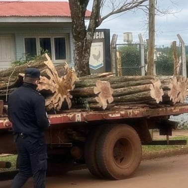 Secuestraron madera nativa y una planta de marihuana en Puerto Rico y San Ignacio