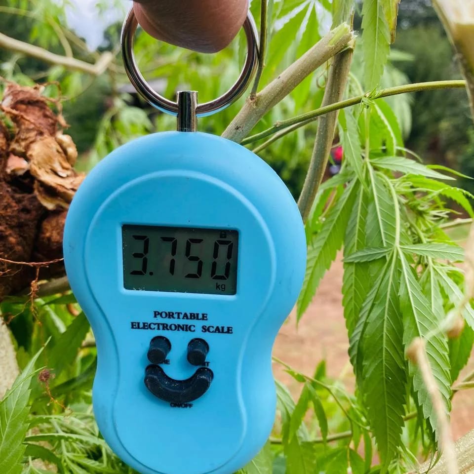 IMG 20240713 WA0008 - 9