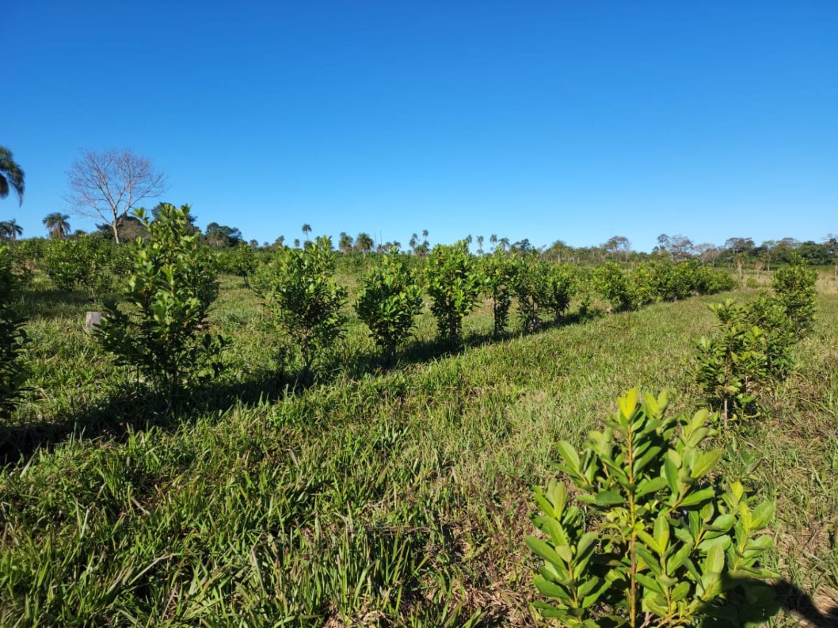 Misiones apuesta a la producción orgánica con cursos de formación para auditores internos