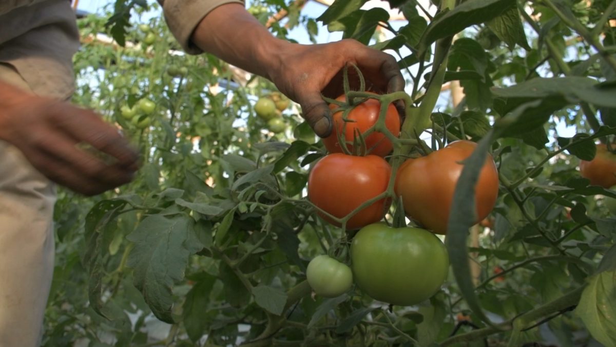 Posadas será sede del 42º Congreso Argentino de Horticultura