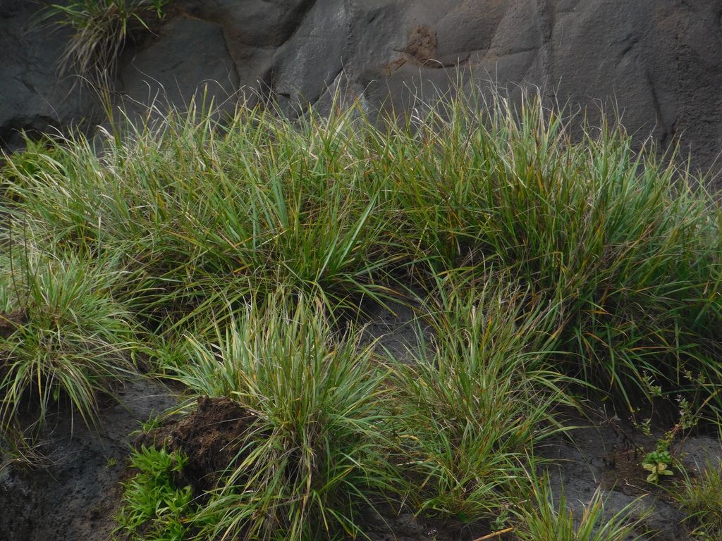 Se declaró "Monumento natural y de interés público" al Escarabajo Arlequín y al Saltamontes de la selva misionera 1 2 - escarabajo y especie 2 - 1