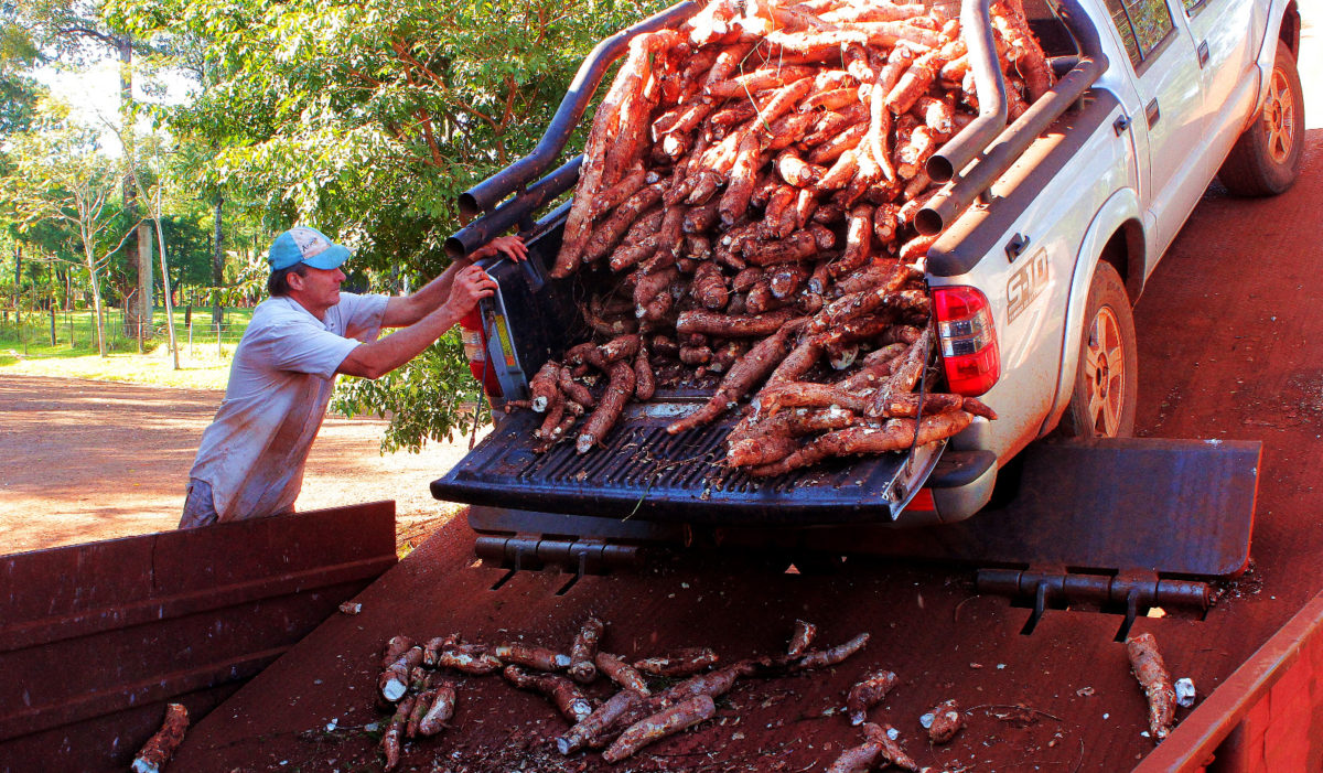Destacan que Misiones lidera la producción de mandioca en la Argentina