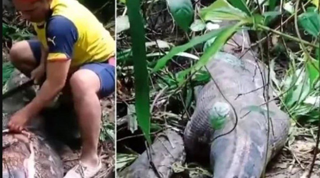 Hallaron el cuerpo de una mujer en el estómago de una pitón en Indonesia
