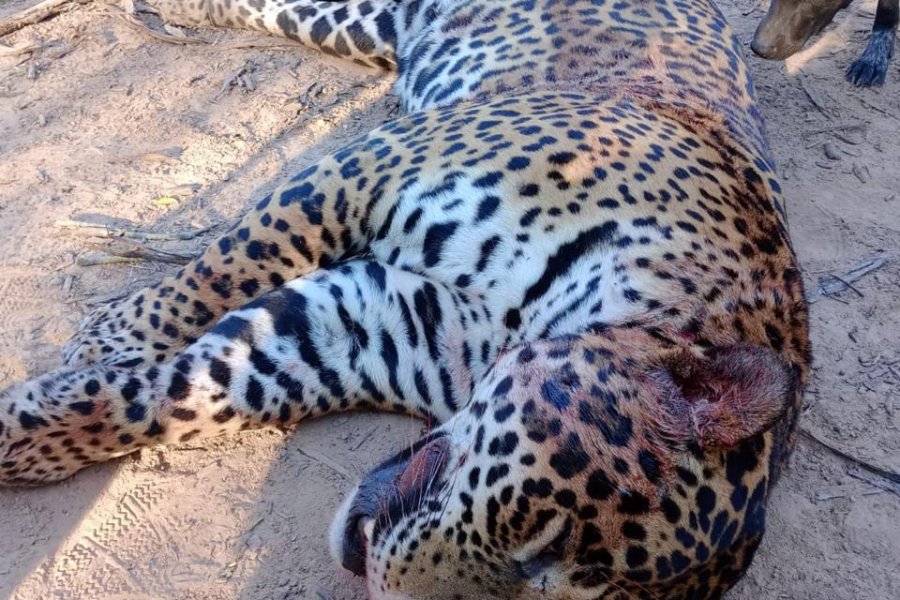 Denuncian que cazadores furtivos mataron a un yaguareté en Formosa