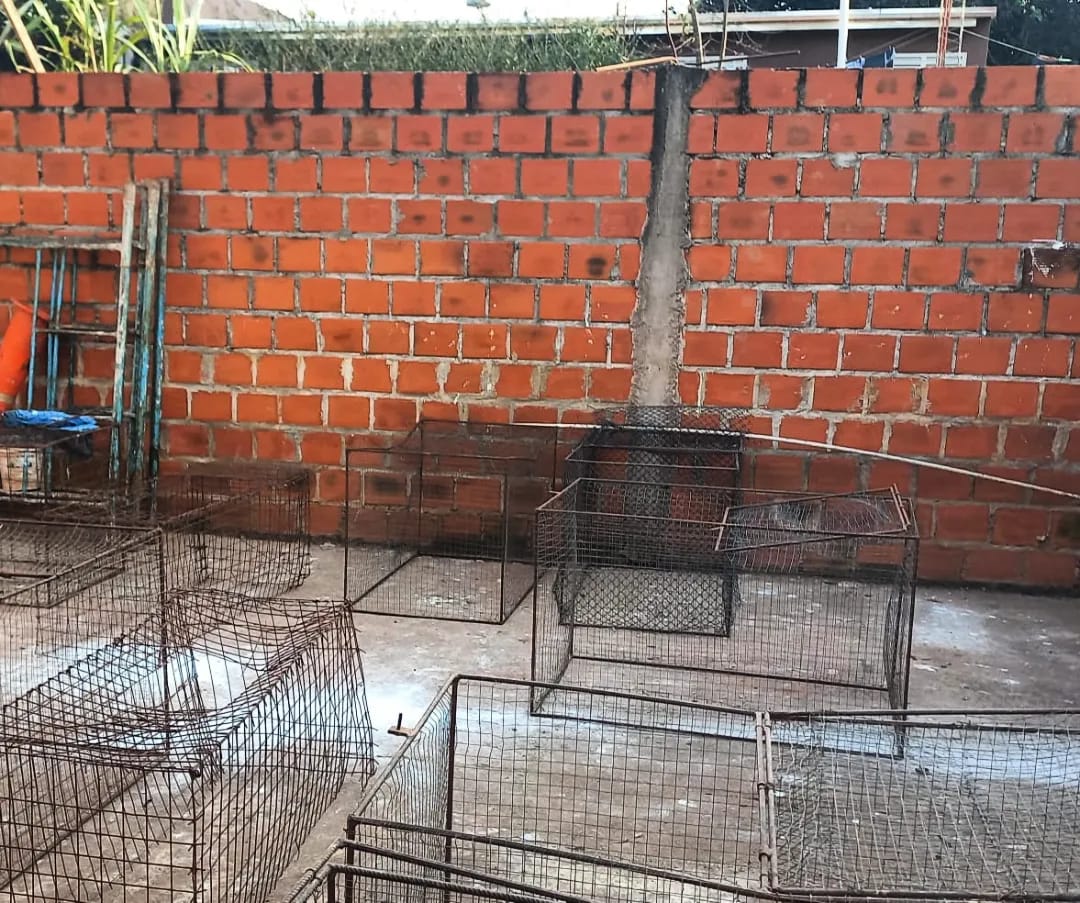 Desbarataron un punto ilegal de riñas de gallos y rescataron a 60 ejemplares en San Pedro