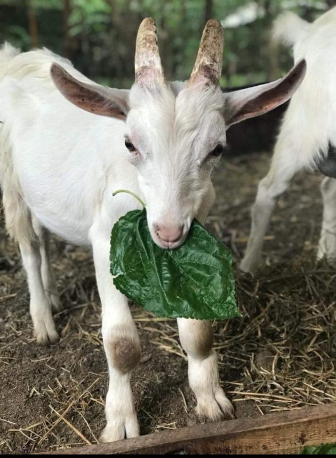 Homeopatia y bienestar animal en el Ciclo de Formacion en Agroecologia 1 - 1