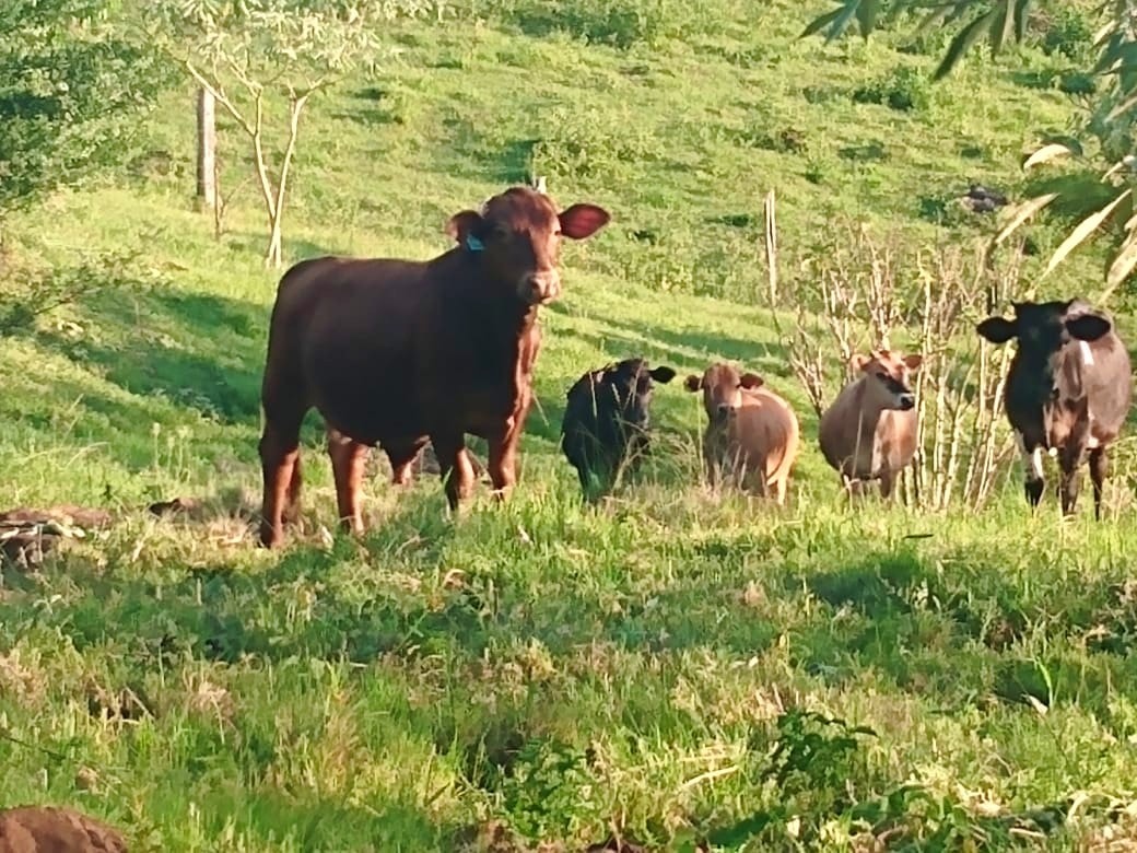Homeopatía y bienestar animal en el Ciclo de Formación en Agroecología