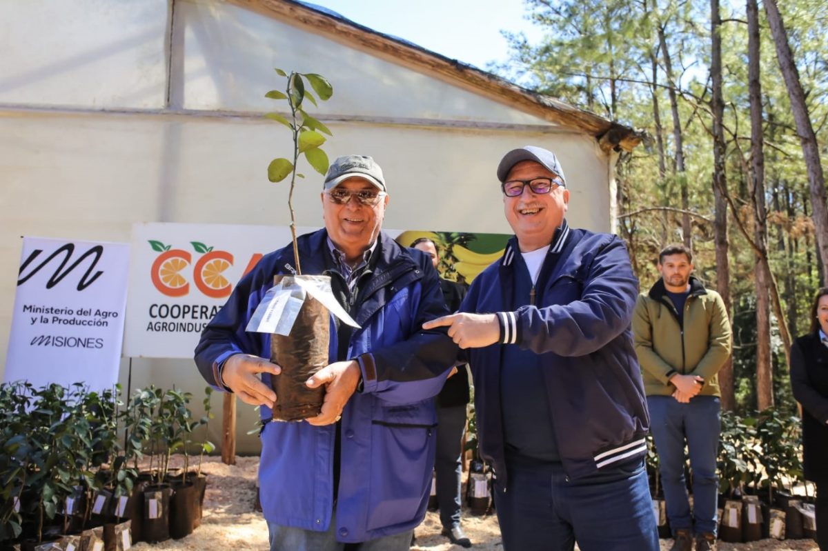 Entregaron más de 35 mil plantines a productores en Alem