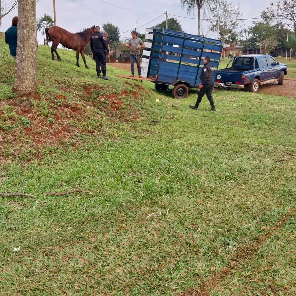 Rescatan a un perro atrapado en una alcantarilla y resguardaron a otros dos animales