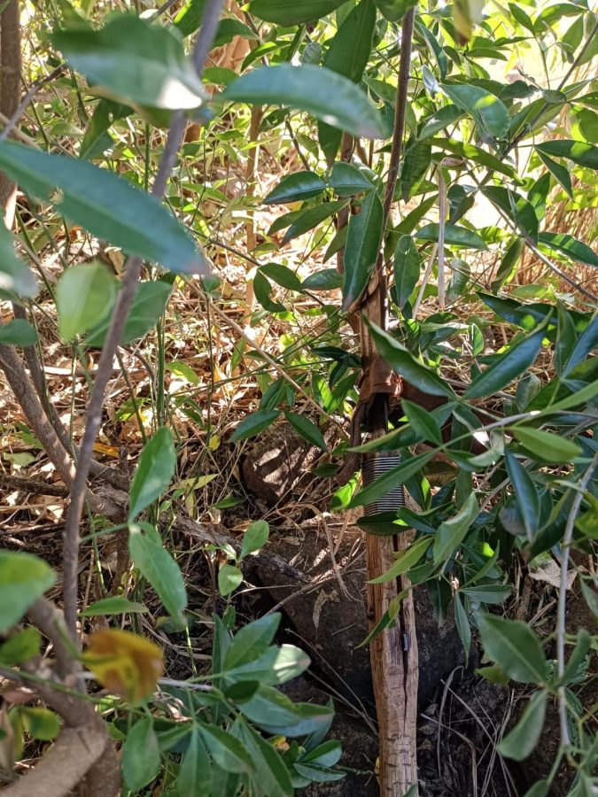 Piñalito Norte: hallaron un machete con aparentes manchas de sangre en la casa de Jorge de Olivera
