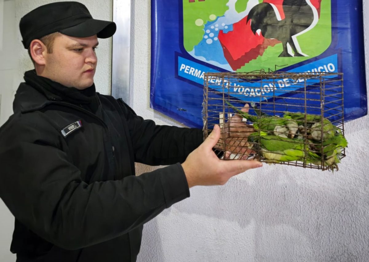 Rescataron a 13 aves en cautiverio y arrestaron a dos hombres por tráfico de fauna silvestre