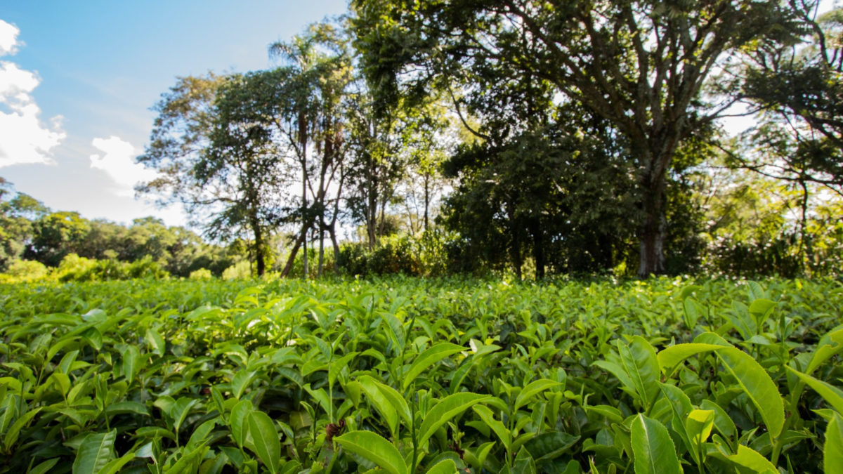 Misiones participará del evento “Cocina Abierta” en Buenos Aires