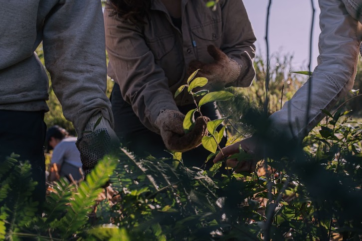 Aves Argentinas plantará 90.000 árboles nativos en Misiones
