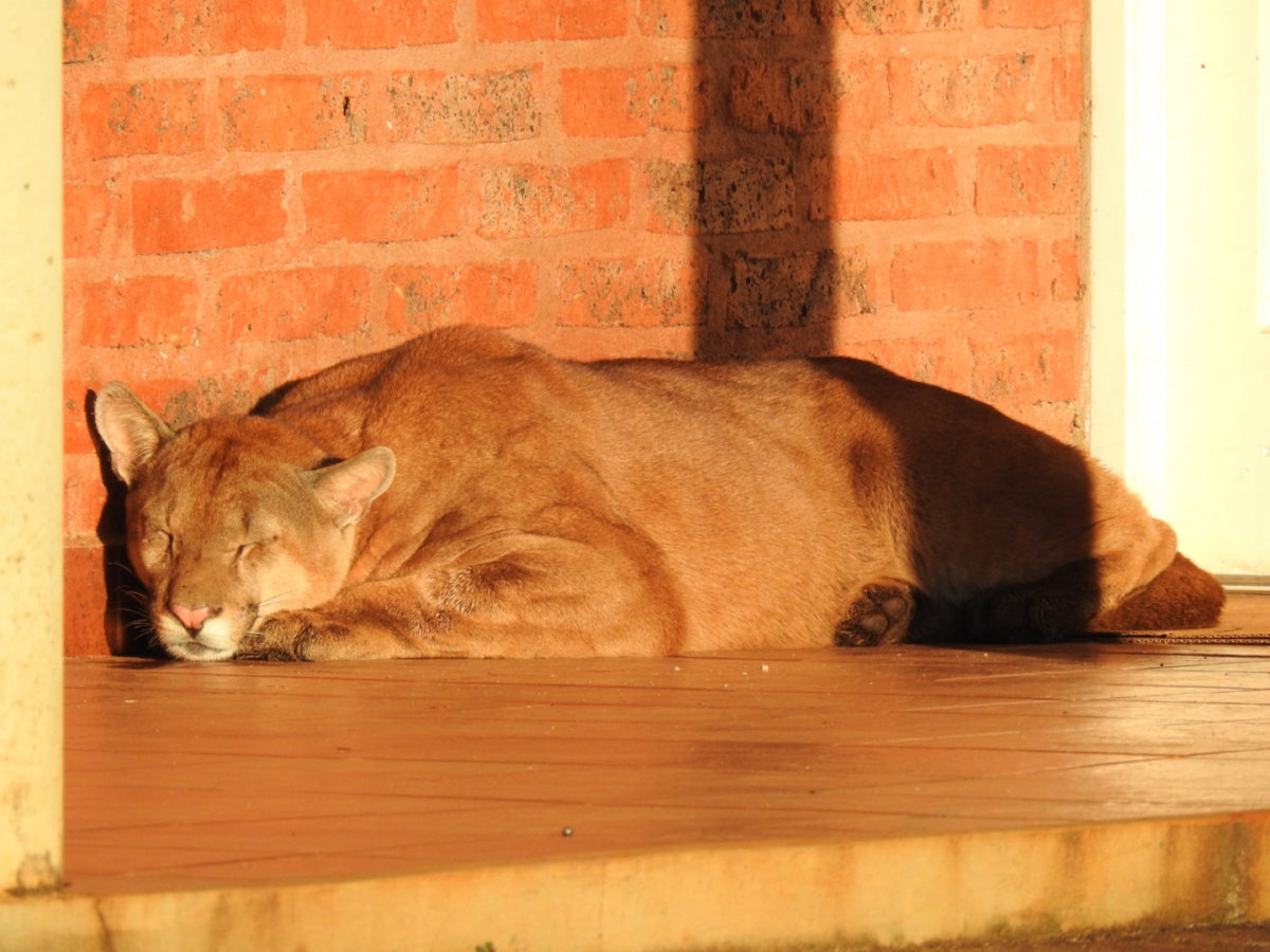 Auxilian a un puma que se encontraba extraviado y herido en Corrientes