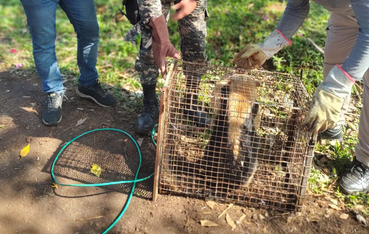 Policías resguardaron a un oso hormiguero atrapado en la copa de un árbol