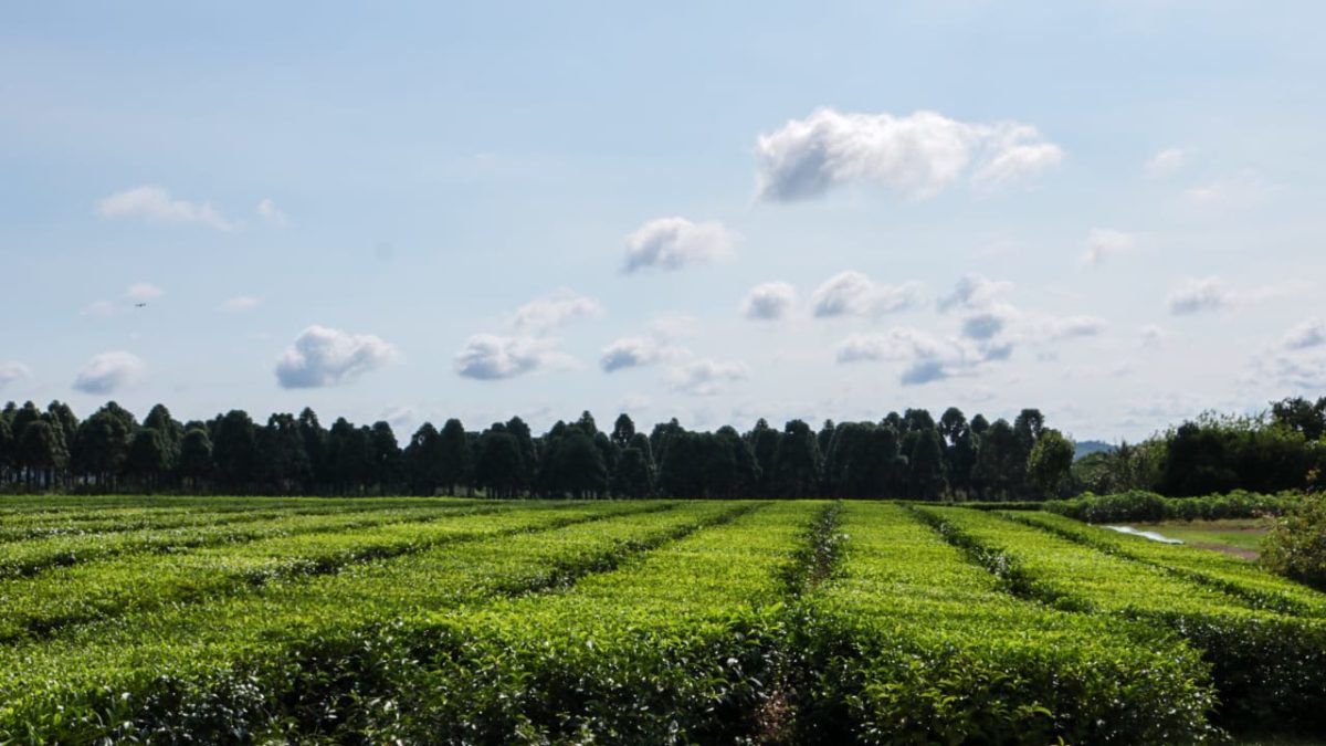 Misiones será sede de un encuentro internacional de agricultura sostenible